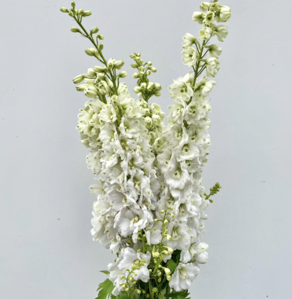 Delphinium White - 60 cm